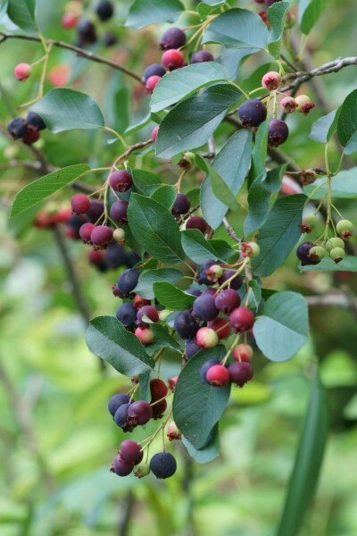 Felsenbirne Amelanchier canadensis strauch Amelanchier canadensis Strauch