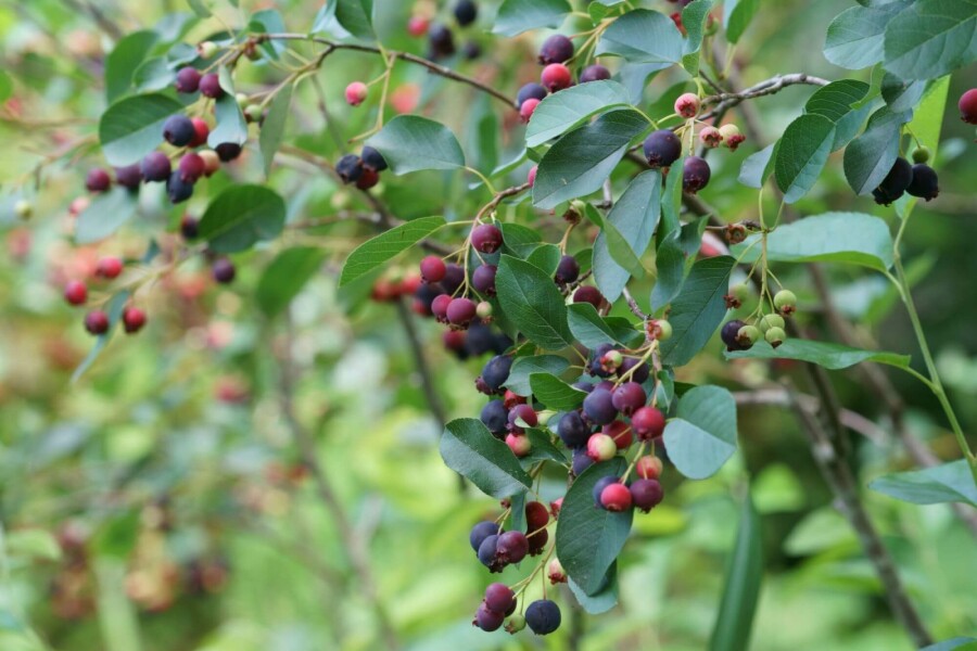 Felsenbirne Amelanchier canadensis strauch Amelanchier canadensis Strauch
