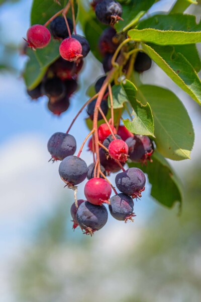Felsenbirne Amelanchier laevis 'Ballerina' Strauch 80-100 C10 Amelanchier laevis 'Ballerina' Strauch 80-100 cm