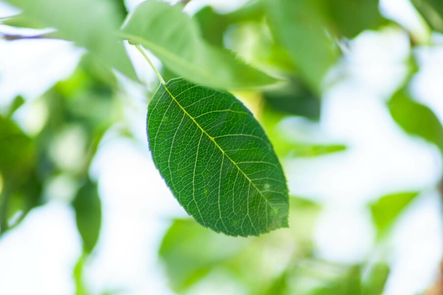 Felsenbirne Amelanchier laevis 'Ballerina' Strauch 80-100 C10 Amelanchier laevis 'Ballerina' Strauch 80-100 cm