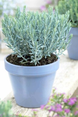 Lavendelheide Andromeda polifolia 'Blue Lagoon' strauch Andromeda polifolia 'Blue Lagoon' Strauch
