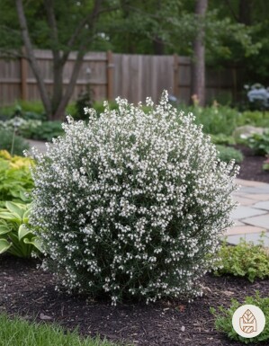 Andromeda polifolia 'Compacta' Strauch