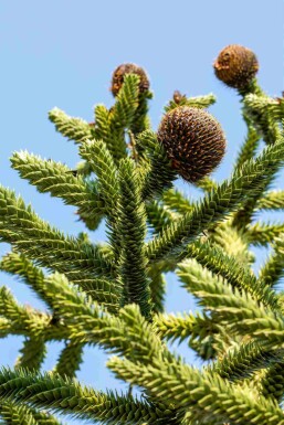 Andentanne Araucaria araucana strauch Araucaria araucana Strauch