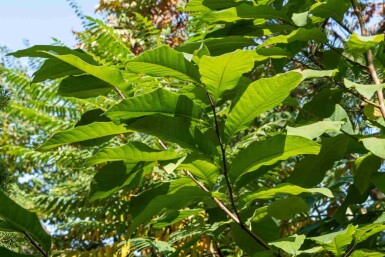 Indianerbanane Asimina triloba strauch Asimina triloba Strauch