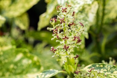 Japanische aukube Aucuba japonica 'Crotonifolia' strauch 30-40 C2 Aucuba japonica 'Crotonifolia' Strauch 30-40 cm