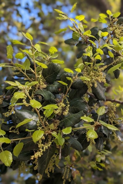 Schokoladenstrauch Azara microphylla strauch Azara microphylla Strauch