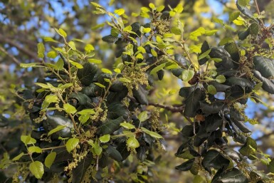 Schokoladenstrauch Azara microphylla strauch Azara microphylla Strauch