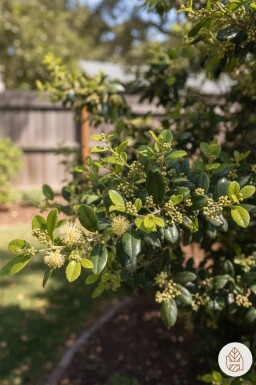 Azara microphylla Strauch 40-45 cm