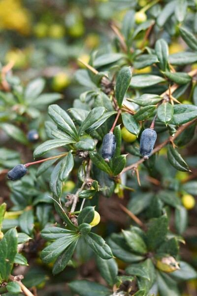 Berberitze Berberis candidula strauch Berberis candidula Strauch