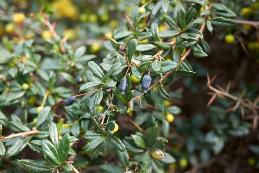 Berberitze Berberis candidula strauch Berberis candidula Strauch