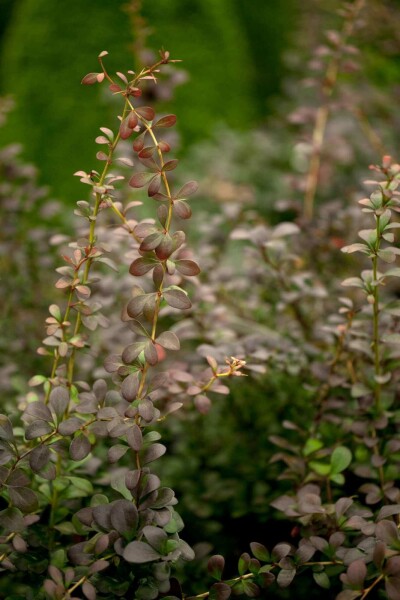 Berberis thunbergii Strauch 40-60 cm Wurzel