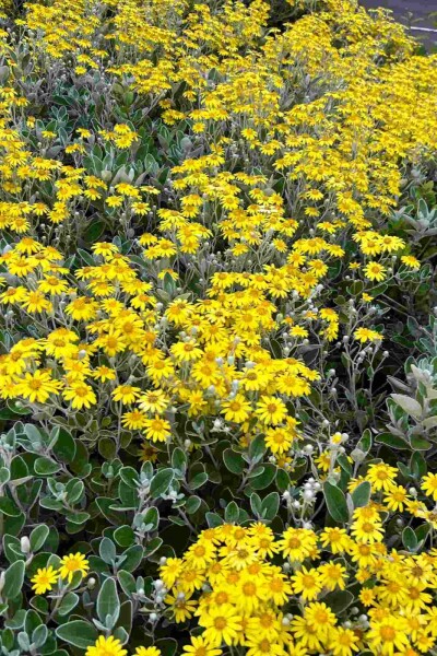 Silberblatt Brachyglottis 'Sunshine' strauch Brachyglottis 'Sunshine' Strauch