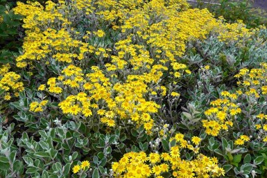 Silberblatt Brachyglottis 'Sunshine' strauch Brachyglottis 'Sunshine' Strauch