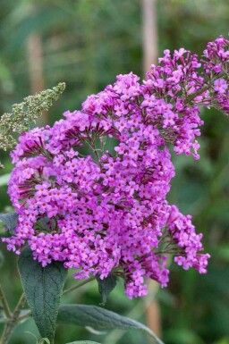Sommerflieder Buddleja davidii 'Border Beauty' strauch Buddleja davidii 'Border Beauty' Strauch