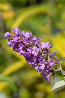 Sommerflieder Buddleja davidii 'Free Petite Dark Pink' strauch Buddleja davidii 'Free Petite Dark Pink' Strauch