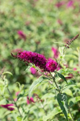 Sommerflieder Buddleja 'Miss Ruby' strauch Buddleja 'Miss Ruby'