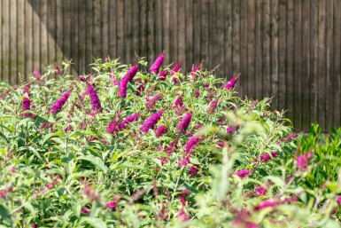 Sommerflieder Buddleja 'Miss Ruby' strauch Buddleja 'Miss Ruby'