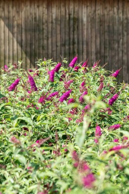 Sommerflieder Buddleja 'Miss Ruby' strauch Buddleja 'Miss Ruby' Strauch