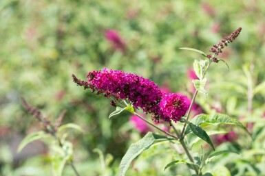 Sommerflieder Buddleja 'Miss Ruby' strauch Buddleja 'Miss Ruby' Strauch
