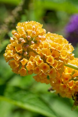 Sommerflieder Buddleja weyeriana 'Sungold' strauch Buddleja weyeriana 'Sungold' Strauch