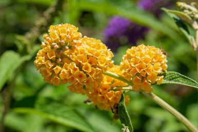 Sommerflieder Buddleja weyeriana 'Sungold' strauch Buddleja weyeriana 'Sungold' Strauch