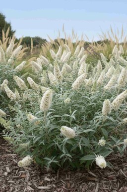 Buddleja 'White Ball' Strauch