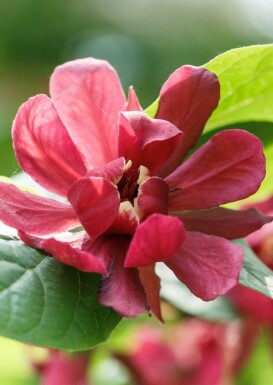 Gewürzstrauch Calycanthus 'Aphrodite' strauch Calycanthus 'Aphrodite' Strauch