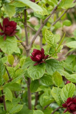 Gewürzstrauch Calycanthus 'Hartlage Wine' strauch Calycanthus 'Hartlage Wine' Strauch