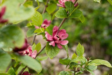Gewürzstrauch Calycanthus 'Hartlage Wine' strauch Calycanthus 'Hartlage Wine' Strauch