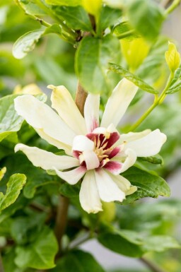 Gewürzstrauch Calycanthus 'Venus' strauch Calycanthus 'Venus' Strauch