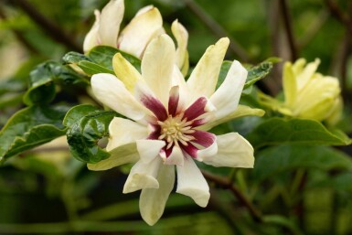 Gewürzstrauch Calycanthus 'Venus' strauch Calycanthus 'Venus' Strauch