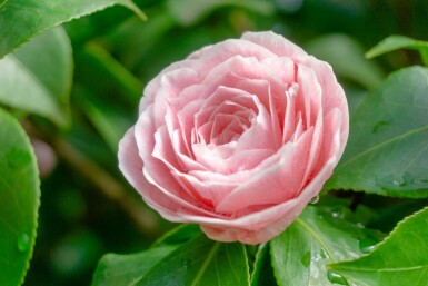 Kamelie Camellia japonica 'Bonomiana' strauch Camellia japonica 'Bonomiana' Strauch