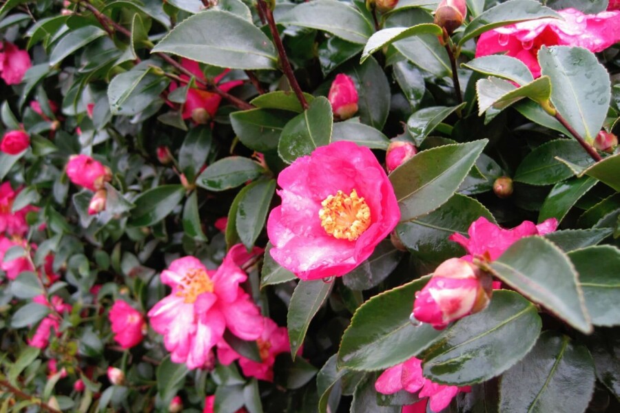 Herbstkamelie Camellia sasanqua strauch Camellia sasanqua Strauch