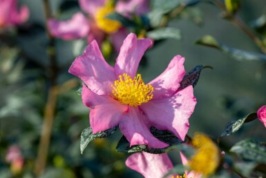 Herbstkamelie Camellia sasanqua 'Cleopatra' strauch Camellia sasanqua 'Cleopatra' Strauch