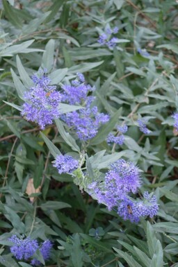 Bartblume Caryopteris clandonensis strauch Caryopteris clandonensis Strauch