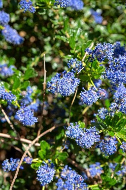 Säckelblume Ceanothus 'Blue Sapphire' strauch Ceanothus 'Blue Sapphire' Strauch
