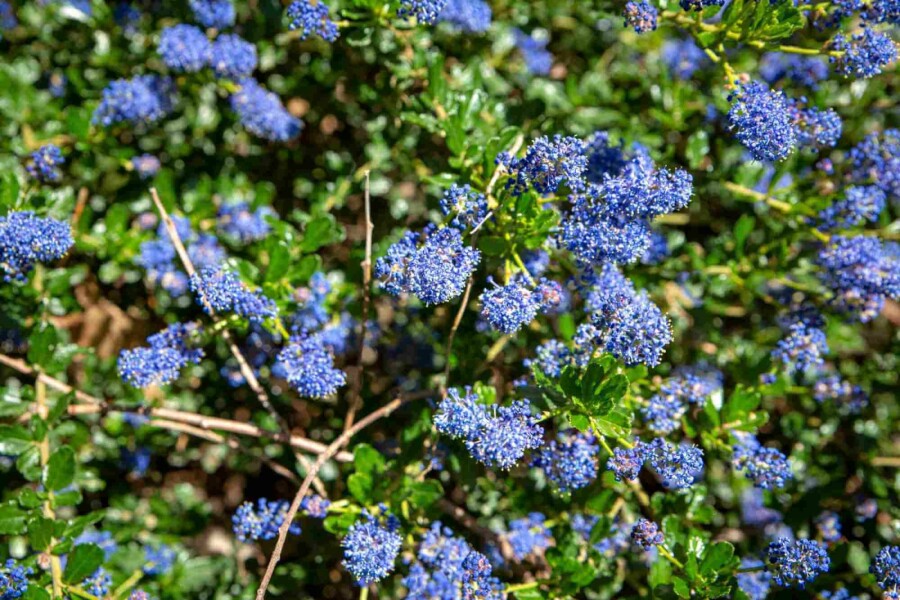 Säckelblume Ceanothus 'Blue Sapphire' strauch Ceanothus 'Blue Sapphire' Strauch