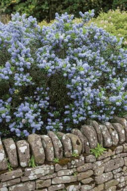 Ceanothus burkwoodii Strauch
