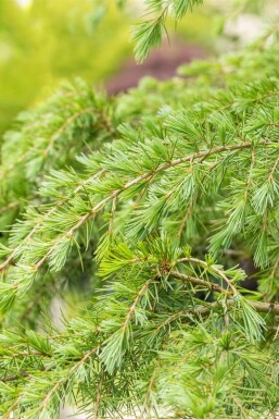 Himalaya-Zeder Cedrus deodara strauch Cedrus deodara Strauch