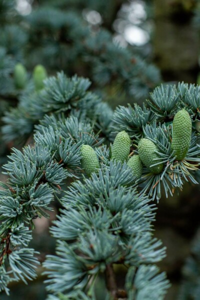 Blauzeder Cedrus libani 'Glauca' strauch Cedrus libani 'Glauca' Strauch
