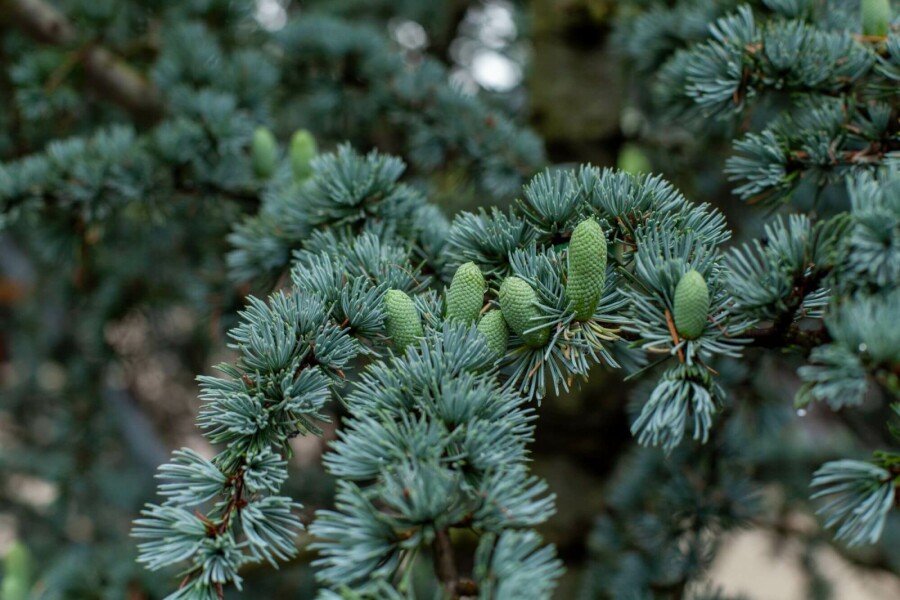 Blauzeder Cedrus libani 'Glauca' strauch Cedrus libani 'Glauca' Strauch