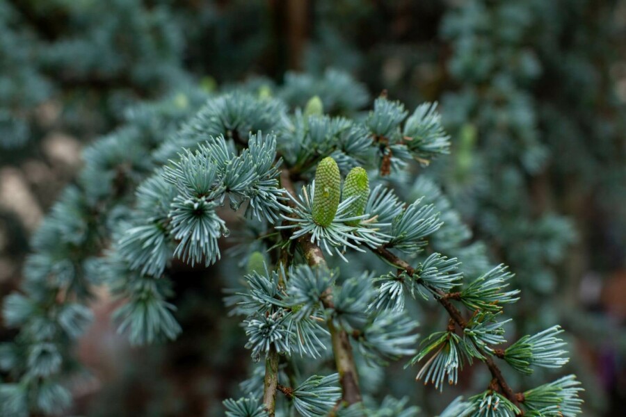 Blauzeder Cedrus libani 'Glauca' strauch Cedrus libani 'Glauca' Strauch
