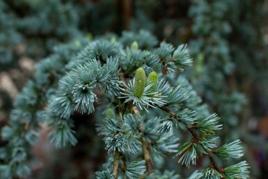 Blauzeder Cedrus libani 'Glauca' strauch Cedrus libani 'Glauca' Strauch