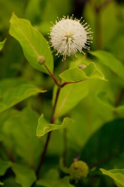 Knopfbusch Cephalanthus occidentalis strauch Cephalanthus occidentalis Strauch