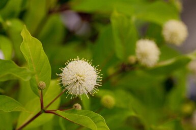 Knopfbusch Cephalanthus occidentalis strauch Cephalanthus occidentalis Strauch