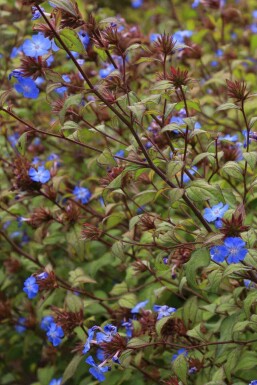 Chinesischer bleiwurz Ceratostigma willmottianum strauch Ceratostigma willmottianum Strauch