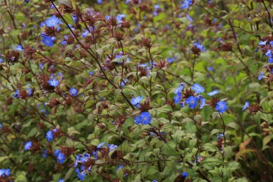 Chinesischer bleiwurz Ceratostigma willmottianum strauch Ceratostigma willmottianum Strauch