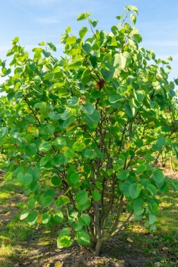Kanadischer judasbaum Cercis canadensis strauch Cercis canadensis Strauch