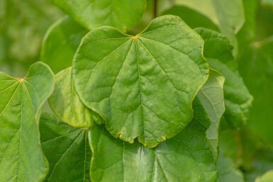 Kanadischer judasbaum Cercis canadensis strauch Cercis canadensis Strauch