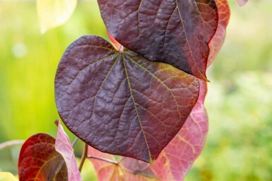 Kanadischer judasbaum Cercis canadensis 'Ruby Falls' strauch Cercis canadensis 'Ruby Falls' Strauch